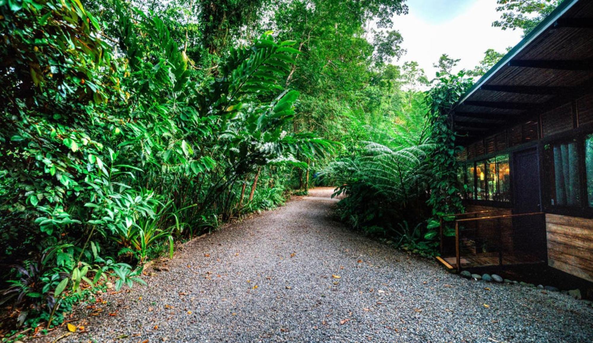 Villa La Shamana - Ecological Concept In Jungle Cahuita Exterior foto